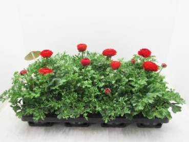 Ranunculus rot
