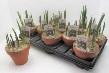 Fritillaria meleagris Tontopf