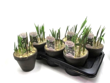 Fritillaria meleagris Tontopf