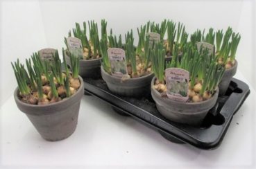 Muscari weiß in Tontopf