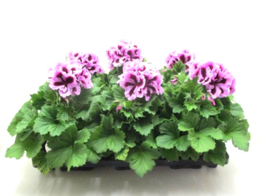 Pelargonium grand. Lilatöne