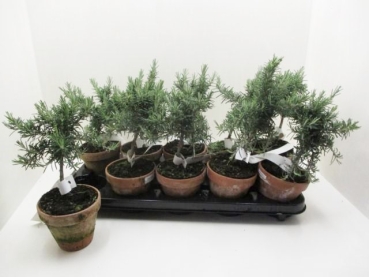 Rosmarin hängend Stämmchen Tontopf