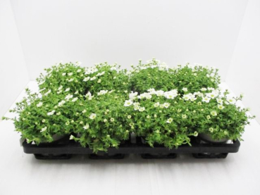 Saxifraga arendsii weiß