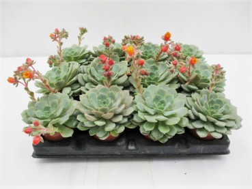 Mini Echeveria "Dondo"