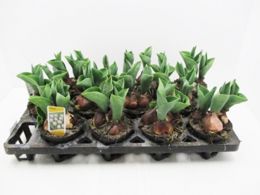 Tulpen   weiß gefüllt