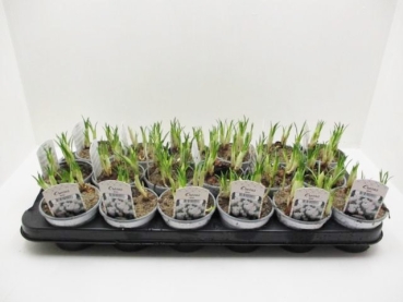 Crocus weiß