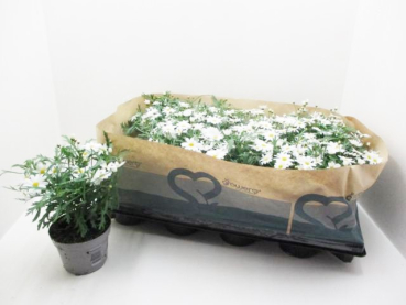 Chrysanthemum  frut. weiß