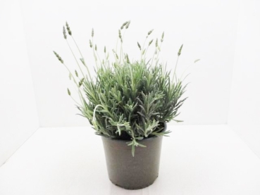 Lavandula "Goodwin Creek" Busch