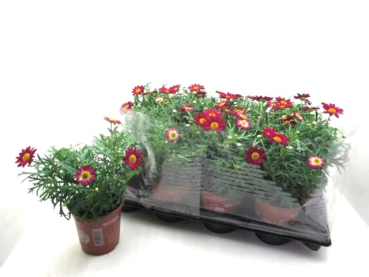 Argyranthemum  frut. rot