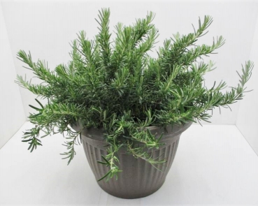 Rosmarin hängend Busch T30