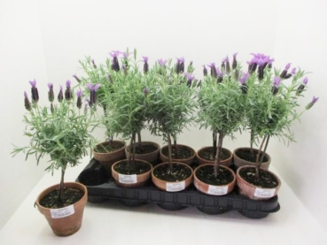 Lavandula stoeches Stämmchen Tontopf