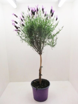 Lavandula stoechas Stamm