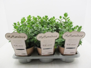 L'Aroma - Minze Pfeffer