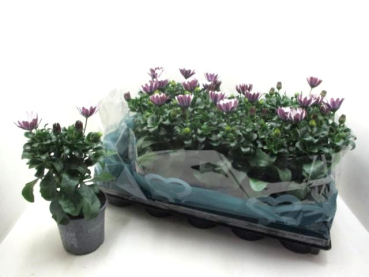 Osteospermum eckl. weiß