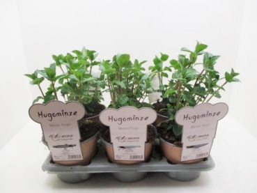 L'Aroma - Minze Hugo