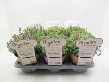 L'Aroma - Thymian Silver Queen