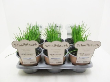 L'Aroma - Schnittlauch