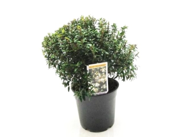 Myrtus microphylla Busch