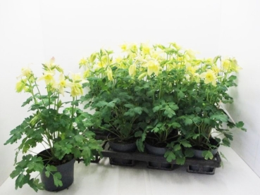 Aquilegia caer. gelb