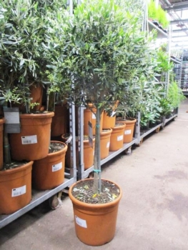 Olea europea Stamm