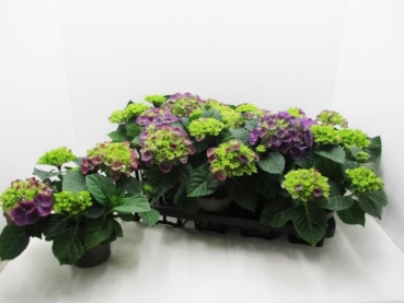 Hydrangea mac. midi lila