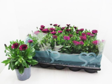 Osteospermum eckl. lila