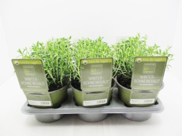 SunnyHerbs - Winterbohnenkraut