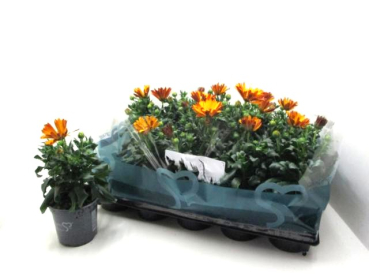 Osteospermum orange