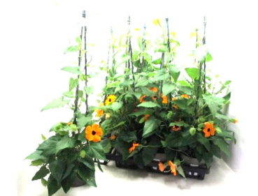 Thunbergia Pyramide orange