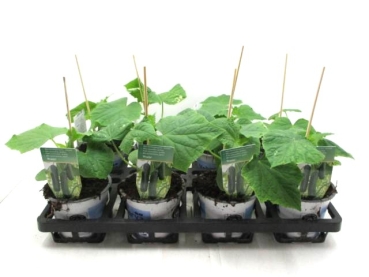 Gurke veredelt "Prado"