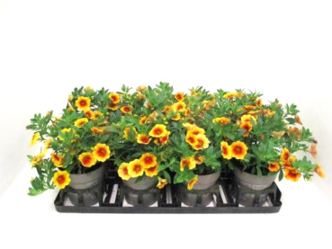 Calibrachoa ungefüllt