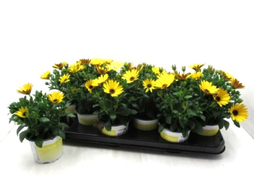 Osteospermum gelb
