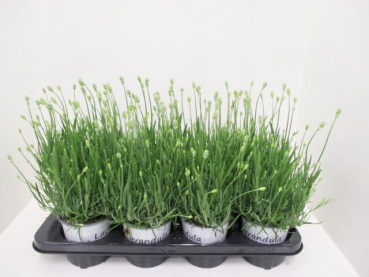 Lavandula ang. weiß