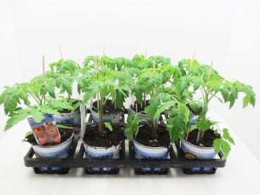 Tomate veredelt "Manolo orange"