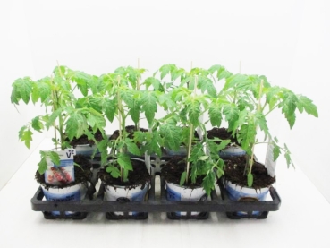 Tomate veredelt "Solena Sweet Choco"