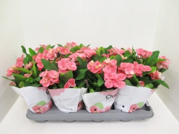 Euphorbia milii rosa