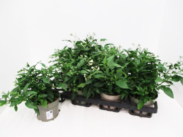 Solanum jasm.