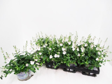 Diascia rosé
