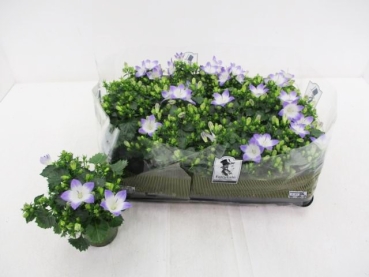 Mini Campanula "Fancy Mee"