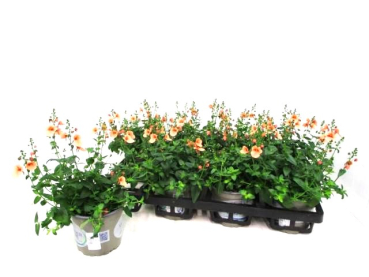 Diascia orange