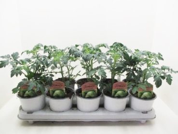 Historische Tomate "Grüne Zebra"