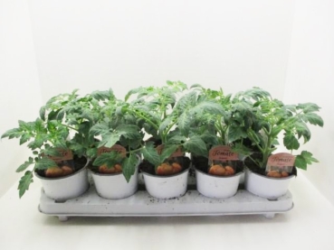 Historische Tomate "Ananas"