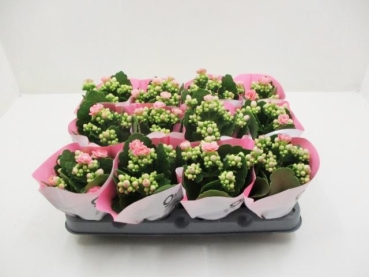 Mini Kalanchoe rosa