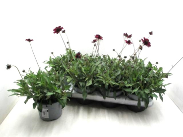 Cosmos atrosanguineus