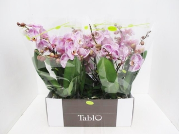 Phalaenopsis "Tablo" 2 Rispen lila gefleckt