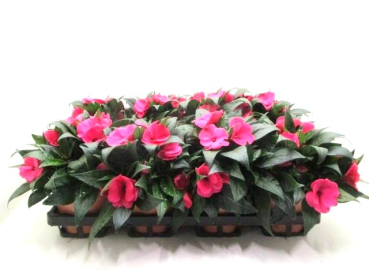 Impatiens Neu-Guinea Pink-/Rosatöne