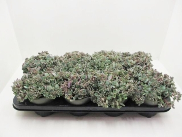 Sedum "Painted Pebble"