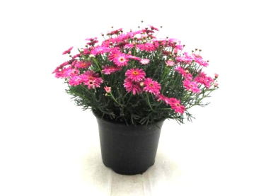 Chrysanthemum Kübel rosa