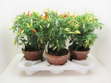 Capsicum Chili "Basket of Fire"