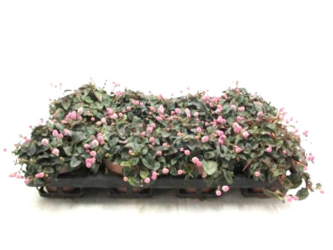 Polygonum